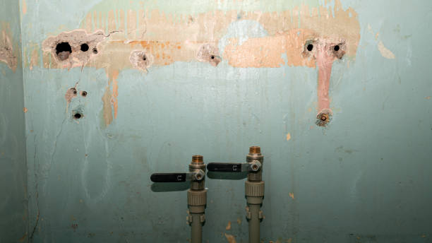 Best Mold removal after water damage  in Calverton, MD