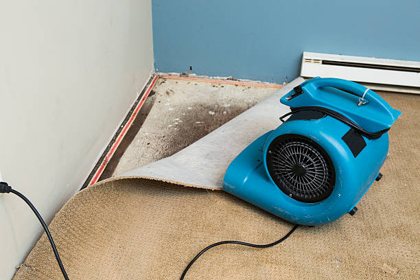 Best Water damage restoration near me  in Calverton, MD